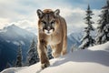 Mountain cougar in a snowy landscape Royalty Free Stock Photo