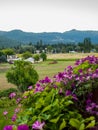 Mountain Country View with Flowers