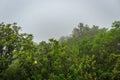 Mountain coverd with cloud layers and green forests