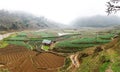 The mountain is covered with fog, and in front of the mountain there were green fields with crops and farms. Sapa