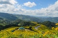 Mountain Covered by Mexican Sunflower