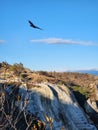 a black bird flying over a mountain Royalty Free Stock Photo
