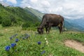 Mountain cow in a meadow in Svaneti, Georgia Royalty Free Stock Photo