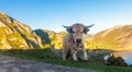 Asturian Mountain cattle cow sits on the lawn in a national park among the mountains at sunset Royalty Free Stock Photo