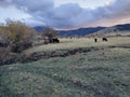 Mountain cowboy country cow herd Royalty Free Stock Photo