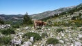 Mountain cows