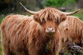 Mountain cows on the Isle of Lewis and Harris in Scotland