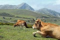 Mountain cows pasture Royalty Free Stock Photo