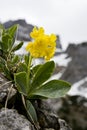 Mountain cowslip - early spring flowers in the German Alps Royalty Free Stock Photo