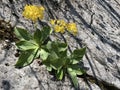 Mountain cowslip Primula auricula, Auricula, Bear`s ear, Die Aurikel oder Alpenaurikel or Planinski jaglac Royalty Free Stock Photo