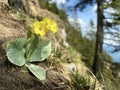 Mountain cowslip Primula auricula, Auricula, Bear`s ear, Die Aurikel oder Alpenaurikel, Planinski jaglac or Alpski jaglac Royalty Free Stock Photo