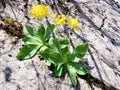 Mountain cowslip Primula auricula, Auricula, Bear`s ear, Die Aurikel oder Alpenaurikel, Planinski jaglac, Uskasti jaglac Royalty Free Stock Photo