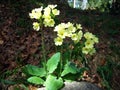 Mountain cowslip Primula auricula, Bear`s ear, Die Aurikel oder Alpenaurikel, Planinski ili alpski jaglac Royalty Free Stock Photo