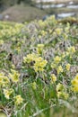 Mountain cowslip - spring flowers in the German Alps Royalty Free Stock Photo