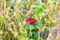 Mountain cranberries. Edible red berries. Useful forest berries. Vaccinium vitis-idaea.