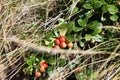 Mountain cranberry, lingonberry, cowberry in the Carpathian mountains