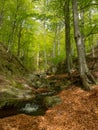 Mountain creek through a beech forest Royalty Free Stock Photo