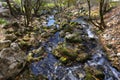 Mountain creek cascade with green moss on fallen trees Royalty Free Stock Photo