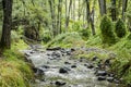Mountain creek in green forrest Royalty Free Stock Photo