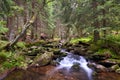 Mountain creek in a national park forest Royalty Free Stock Photo