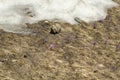 Mountain crocus Crocus heuffelianus, Crocus vernus on dried grass, with snow - view from Bucegi, Carpathian mountains