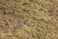 Mountain crocus Crocus heuffelianus, Crocus vernus on dried grass - view from Bucegi, Carpathian mountains