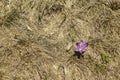 Mountain crocus Crocus heuffelianus, Crocus vernus on dried grass - view from Bucegi, Carpathian mountains