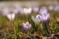 Mountain crocus field in the Austrian Alps Royalty Free Stock Photo