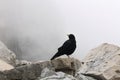 Mountain crow bird in the bavarian alps near germany highest point Zugspitze wildlife black and white Royalty Free Stock Photo