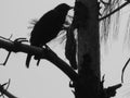Mountain Crow silhouette