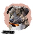 Mountain Cur Dog isolated digital art illustration. Hand drawn dog muzzle portrait, puppy with bone in mouth, working dog bred for