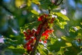 Mountain currant Royalty Free Stock Photo