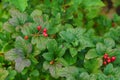 Mountain currant or alpine currant ribes alpinum - leaves and fruits Royalty Free Stock Photo