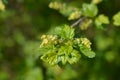 Mountain currant Royalty Free Stock Photo