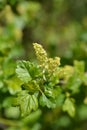 Mountain currant Royalty Free Stock Photo