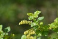 Mountain currant Royalty Free Stock Photo