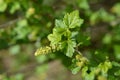 Mountain currant Royalty Free Stock Photo