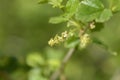 Mountain currant Royalty Free Stock Photo