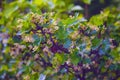 Mountain currant Pumilum , small and compact shrub with green leaves Ribes alpinum Royalty Free Stock Photo