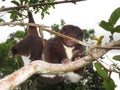 Mountain Cuscus Climbing Royalty Free Stock Photo