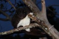 A Mountain Cuscus climbs guava tree at night