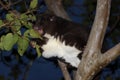 Mountain Cuscus Eating lLeaves Royalty Free Stock Photo