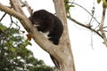 Mountain Cuscus in a Guava tree Royalty Free Stock Photo