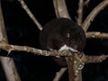 Mountain Cuscus in a Guava Tree at Night