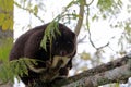 Mountain cuscus in Papua New Guinea Royalty Free Stock Photo