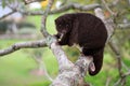 Mountain cuscus in Papua New Guinea Royalty Free Stock Photo