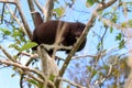 Mountain cuscus using prehensile tail to climb Royalty Free Stock Photo