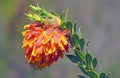 Mountain Daisy liparia splendens Kirstenbosch