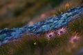 Detail of mountain decor with wild flowers, grass, rocks and dew drops in the morning Royalty Free Stock Photo