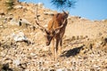 Mountain deer down from the cliffs in the National Park of Thassos